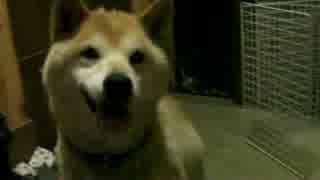 ご近所の柴犬が遊びに来た！