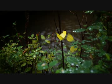 雨間の上賀茂神社