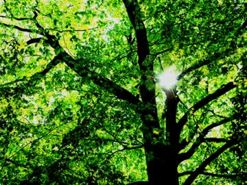 遠い記憶の物語