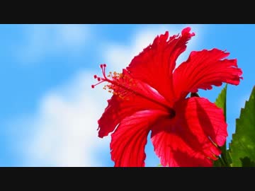 沖縄・離島めぐり 2014はいらいと