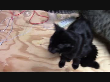 【生後170日】きょうの仔猫【蒼民家の猫々】