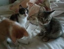 【MOTHER】実家の子ねこ写真を撮ってみた＋おまけ