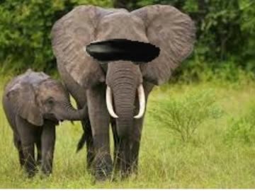 ゾウさん（直球）.penis