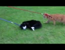 【不動】猫の新しいお散歩スタイルがやばすぎる【明王】