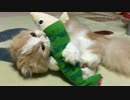 【マロン】けりけり