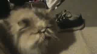 泣いてしまう猫ちゃん