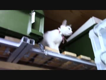 【生後171日】きょうの仔猫【蒼民家の猫々】