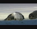 テスト動画