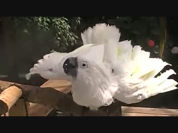 タイハクオウム・タイちゃんの水浴び