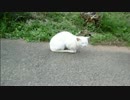 とある田舎の猫事情　～子猫vs首輪付き３～