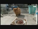 野良猫クエスト（2014.10.08）