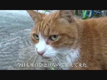 【公園猫戦争】手触りモフモフな公園の女ボス猫をモフってみた