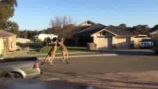 町のど真ん中で大喧嘩するカンガルー 【オーストラリア】