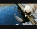 鯉と戯れるにゃんこ