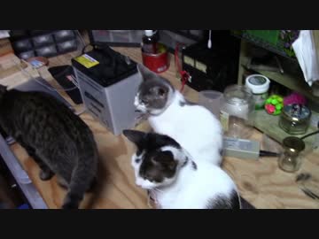 【生後172日】きょうの仔猫【蒼民家の猫々】