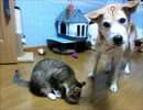 犬と猫が並んでおやつ