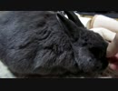 【第35弾】　可愛さが自慢です。
