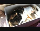 日向ぼっこ