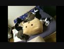 チロが来て数日～現在