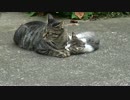 【こねこチャレンジ】奔放過ぎる母猫、珍しく子猫のお守りをする