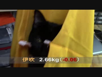 【生後173日】きょうの仔猫【蒼民家の猫々】