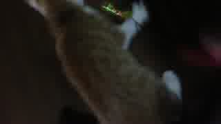猫を飼いました日記2ト○ロVS猫