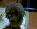 初愛犬動画♪