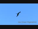 【鳥さんぽ】アメリカ、ハワイ州の野鳥2 （海編) 【イルカも】