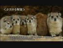 ゆっくり動物雑学「イワダヌキという和名の…」