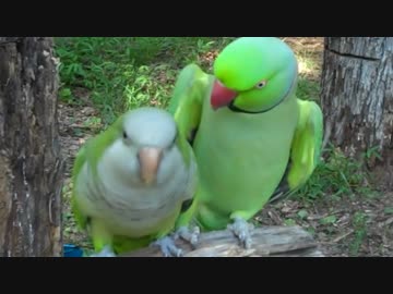 夫婦漫才しながら震えまくるインコ