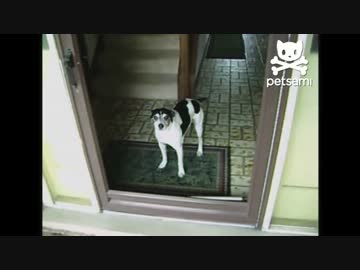 開いた扉にビビりまくる犬