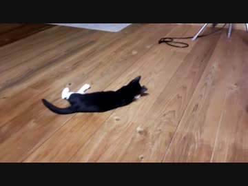 子猫がひたすらジタバタドタバタやってるだけ