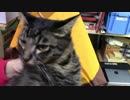 【生後174日】きょうの仔猫【蒼民家の猫々】