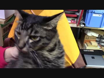 【生後174日】きょうの仔猫【蒼民家の猫々】