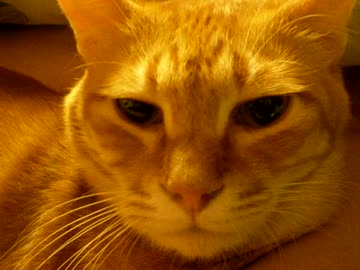 拾いねこ＠生後829/796日　やる気のない顔のアコさん