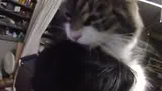 頭に乗る猫