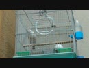 (*ﾟ∋ﾟ)クリーム文鳥 ホップの囀り練習(ﾟ∈ﾟ*)