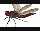 [MMD] Dragonfly ~蜻蛉~ PMXモデル配布します[MMM]
