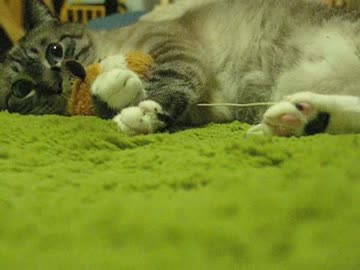 冬支度の変化を慎重にチェックするジャンくん