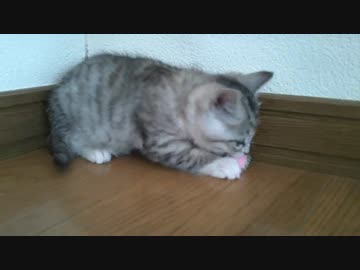 実家の車庫で保護した子猫　キラキラボールに大興奮！