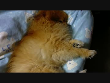 ベッドから落ちそうなポメラニアン。いびき付き。
