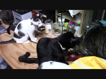 【生後175日】きょうの仔猫【蒼民家の猫々】