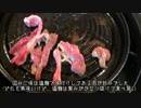 【CBR250R】転職するのでCBR250Rで日本一周　3【栃木～福島】