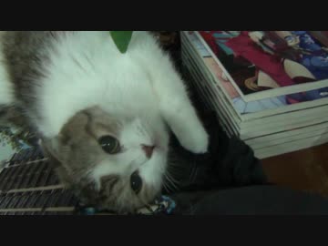 うちのぬこは俺の汗臭いTシャツが好き