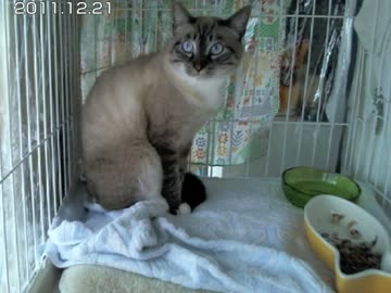 蔵出し！懐かしの野生のジャンのシャー 13分