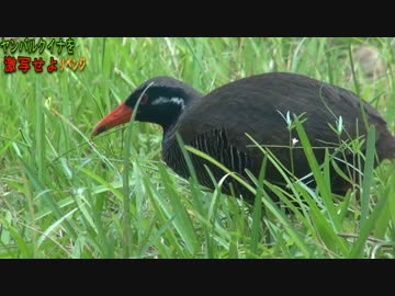 【天然記念物】ヤンバルクイナを激写せよ2【リベンジ後半】