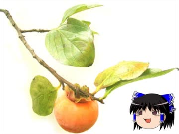 ゆっくり不思議体験噺（参拾参）