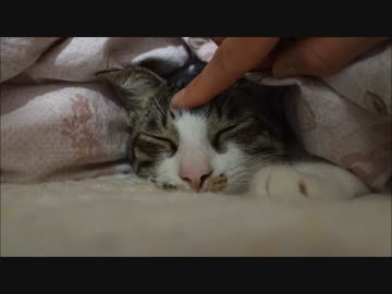 おふとんでおねぼう猫