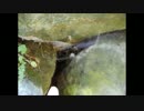 【音量注意】急に踊りだすザトウムシ Dancing Harvestmen (Daddy Longlegs)