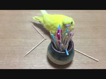 沢山の棒の中から爪楊枝だけを選ぶインコ